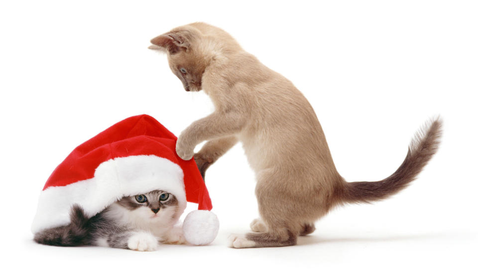 Cats and dogs in Santa hats for Christmas