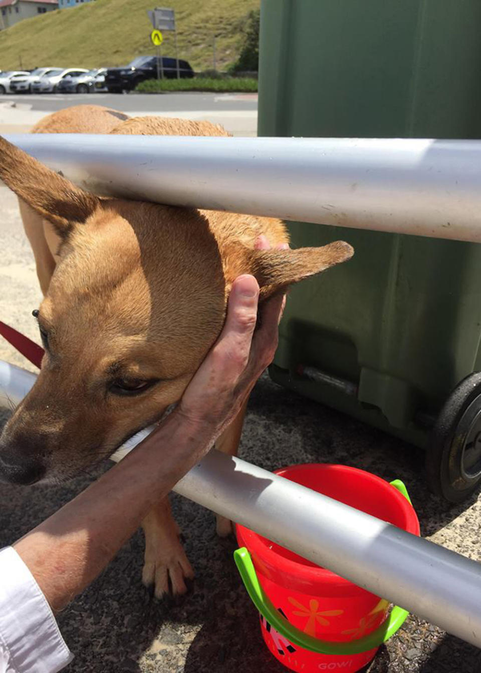 The dog’s owner eventually came back but Ms Hensley said her “conscious wouldn’t have been ok walking away” from the pooch. Source: Supplied