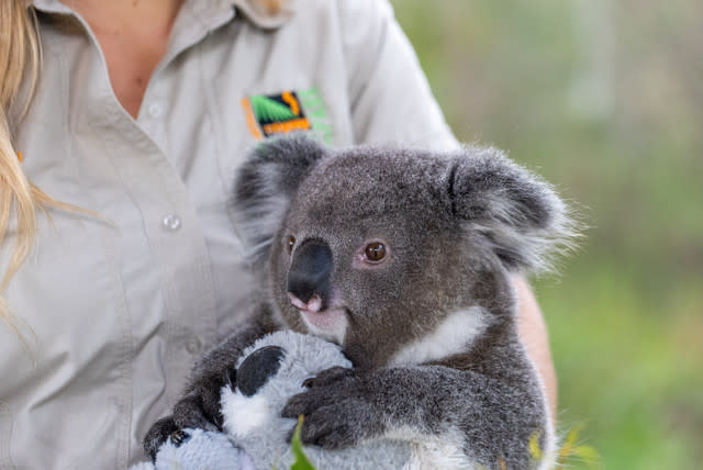 Hand-raised koala joey relocated to new habitat at Australian Zoo