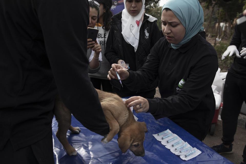 In this Feb. 14, 2020 photo, a veterinarian, part of Egyptian Vets for Animal Care, the country's first spay and neuter program, gives a rabies shot to a puppy, in Cairo, Egypt. After centuries of stigma, the street dogs of Egypt are finding popular acceptance. Campaigns led by vets and animal rights groups are leading vaccination and sterilization campaigns for street animals, fighting long-held religious and societal stigma. (AP Photo/Nariman El-Mofty)