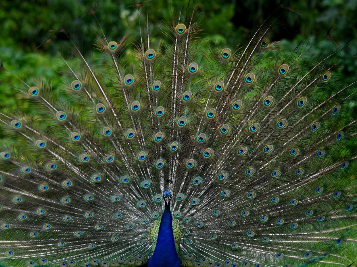 A peacock (AP)