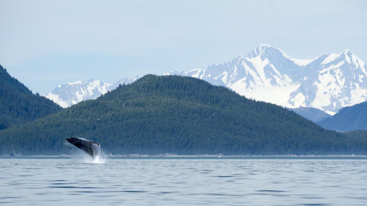 A humpback whale breaches in Alaska