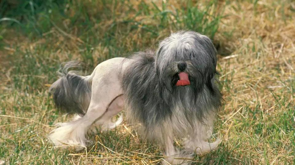 Löwchen in grass