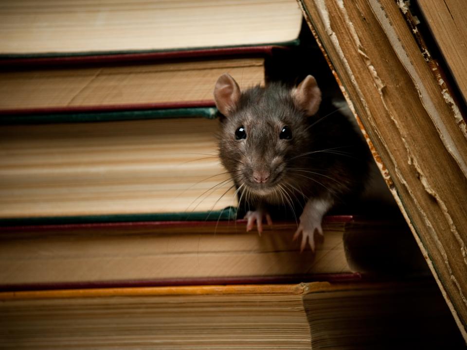 Rat peeking through books