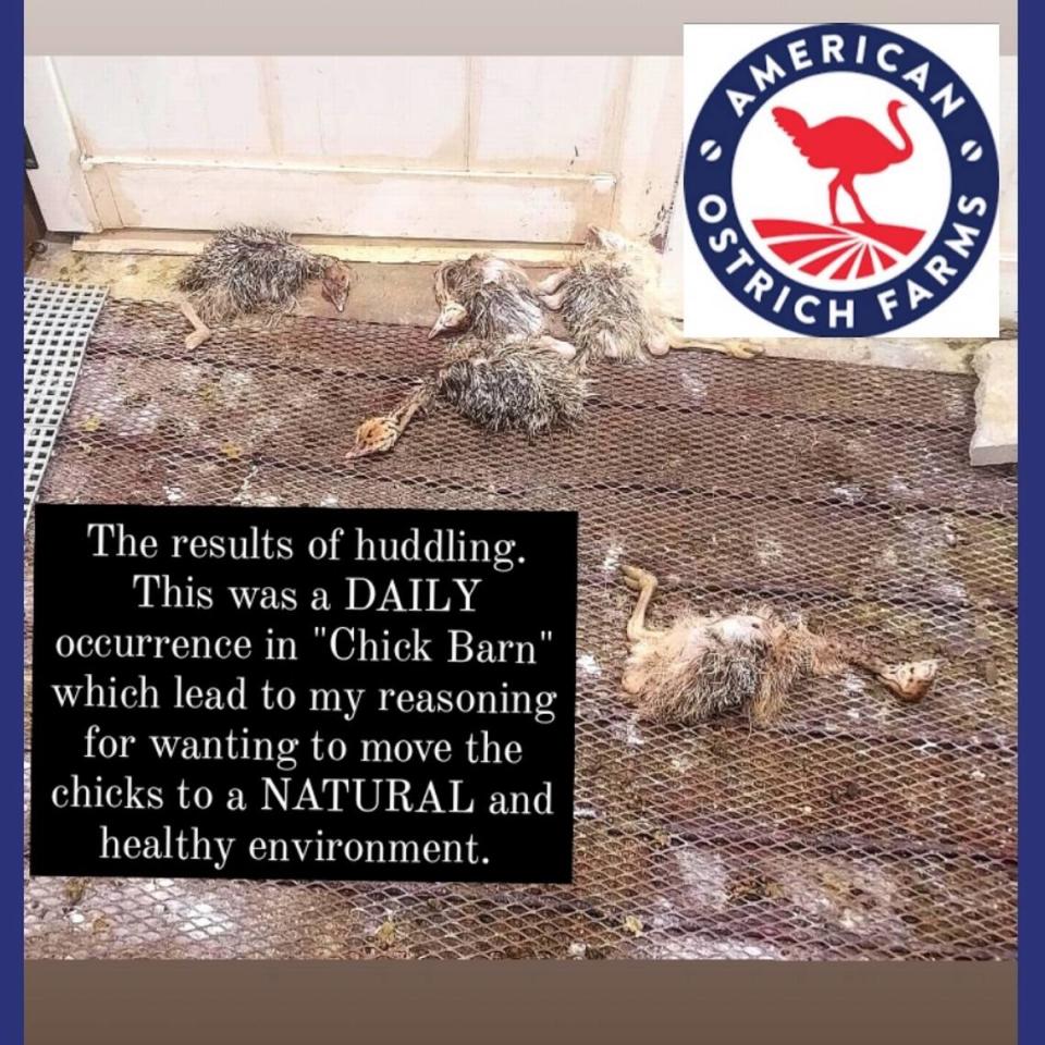 Worman’s overlay text says: “The results of huddling. This was a DAILY occurrence in “Chick Barn” which lead to my reasoning for wanting to move the chicks to a NATURAL and healthy environment.”
