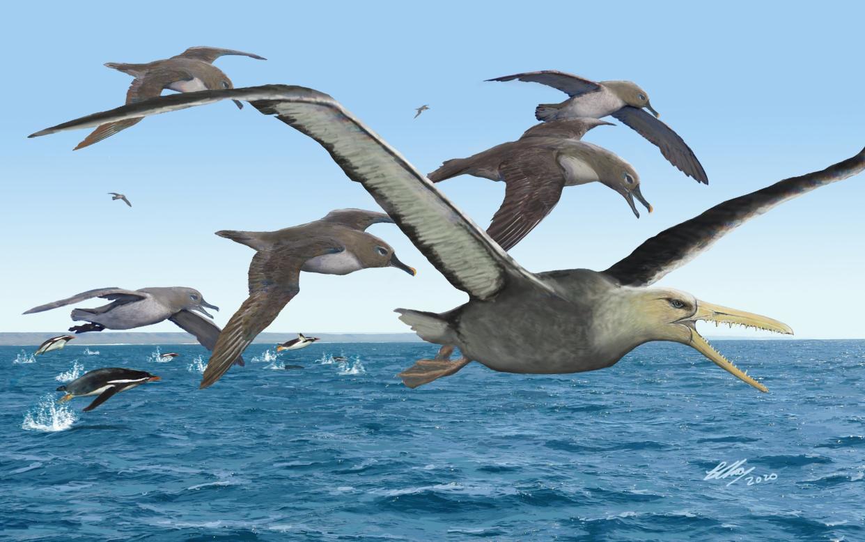 An artist’s depiction of ancient albatrosses surrounding a pelagornithid in Antarctica 50 million years ago.