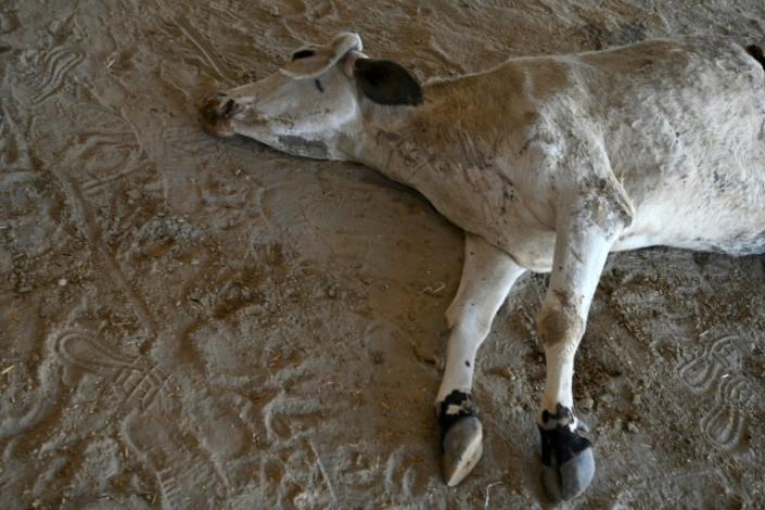 Indian vets extracted 71kg of waste from a cow's stomach in Haryana state, but were ultimately unable to save the animal