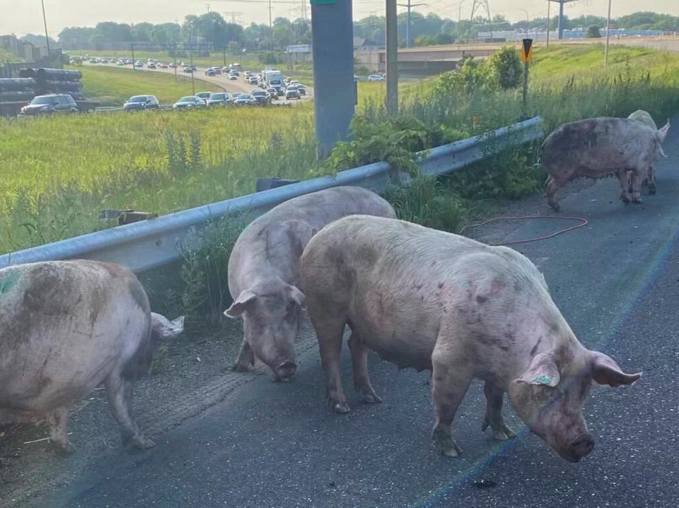 This photo provided by the Minnesota State Patrol shows pigs running loose on a metro highway after a semitrailer truck that was carrying them overturned, causing an hours-long shutdown Friday morning, June 9, 2023, in Little Canada, Minn (AP)