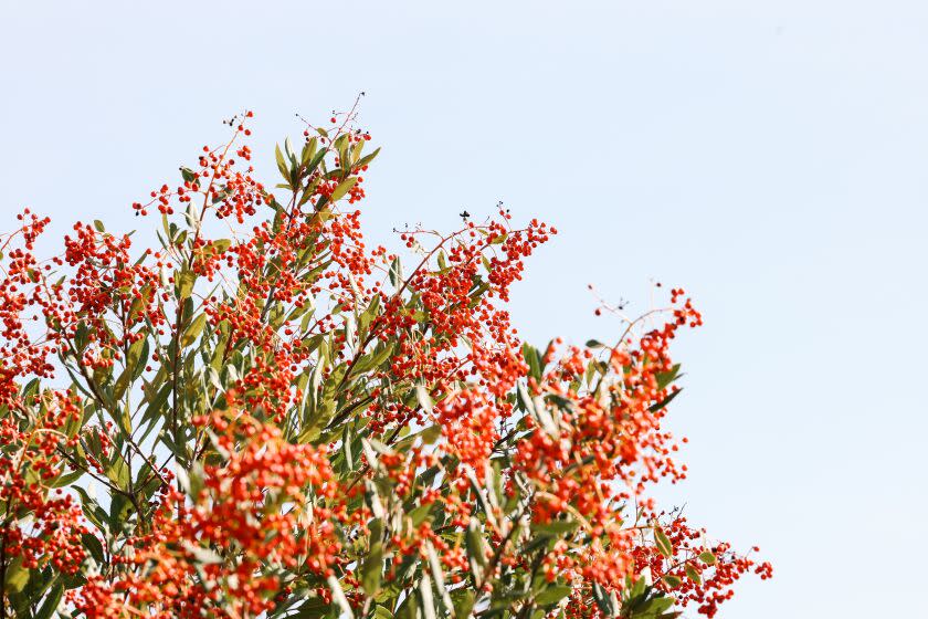 Los Angeles, CA - November 23: A Toyon shrub grows at the Rio de Los Angeles State Park on Wednesday, Nov. 23, 2022 in Los Angeles, CA. Volunteers have driven much of the changes at the park, planting more native species and in turn it is becoming a habitat for birds, pollinators and other critters. (Dania Maxwell / Los Angeles Times)