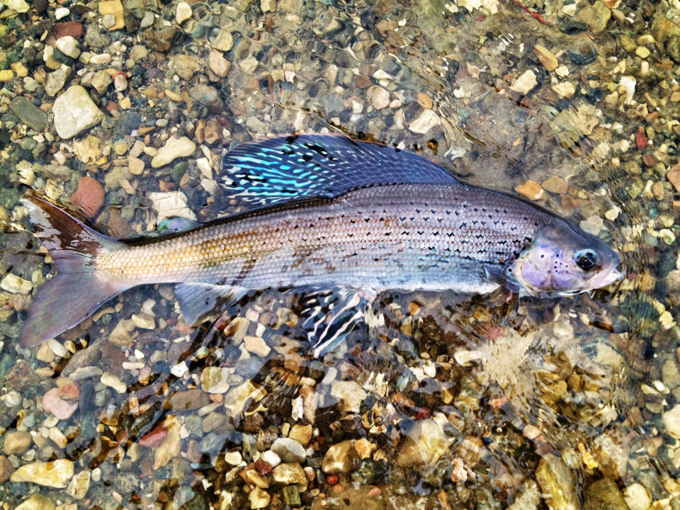 This photo provided by the U.S. Fish and Wildlife Service shows an Arctic grayling captured in a U.S. Fish and Wildlife Service fish trap at Red Rock Lakes National Wildlife Refuge near Lima, Montana. U.S. wildlife officials have rejected federal protections for the rare, freshwater fish species at the center of a long-running legal dispute. The decision, on Wednesday, July 22, 2020, comes almost two years after a federal appeals court faulted the U.S. Fish and Wildlife Service for dismissing the threat that climate change and other pressures pose to Arctic grayling. (Jim Mogen/U.S. Fish and Wildlife Service via AP)