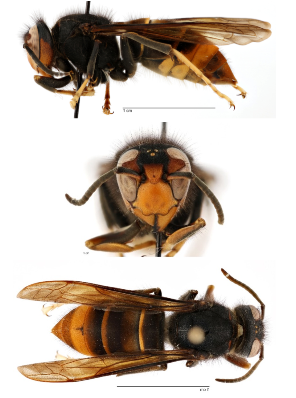 The yellow-legged hornet is native to Southeast Asia.