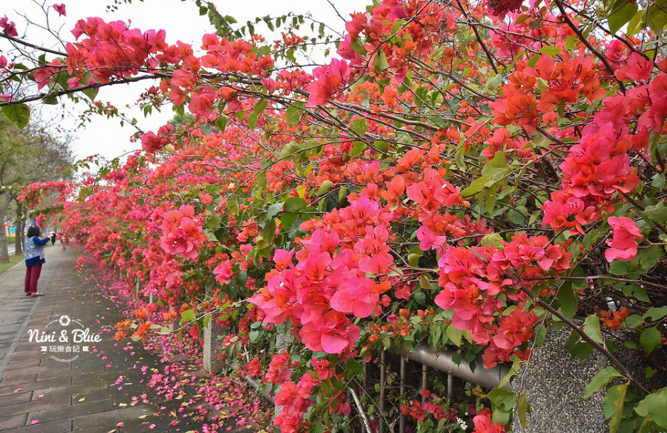 台中｜中科 九重葛花牆