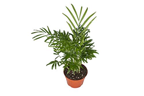 Areca Palm (Golden Cane Palm) - 4'' from California Tropicals