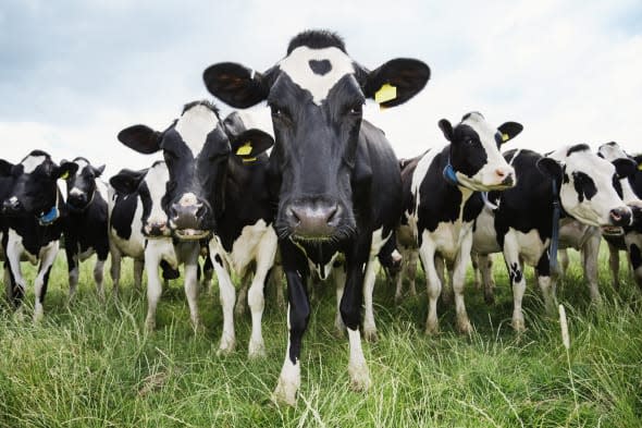 A 59-year-old woman who called 999 after being trampled by a herd of cows was dismissed as a hoax caller