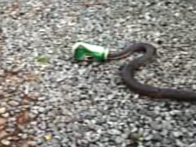 <p>Canned copperhead's boozy ordeal</p>