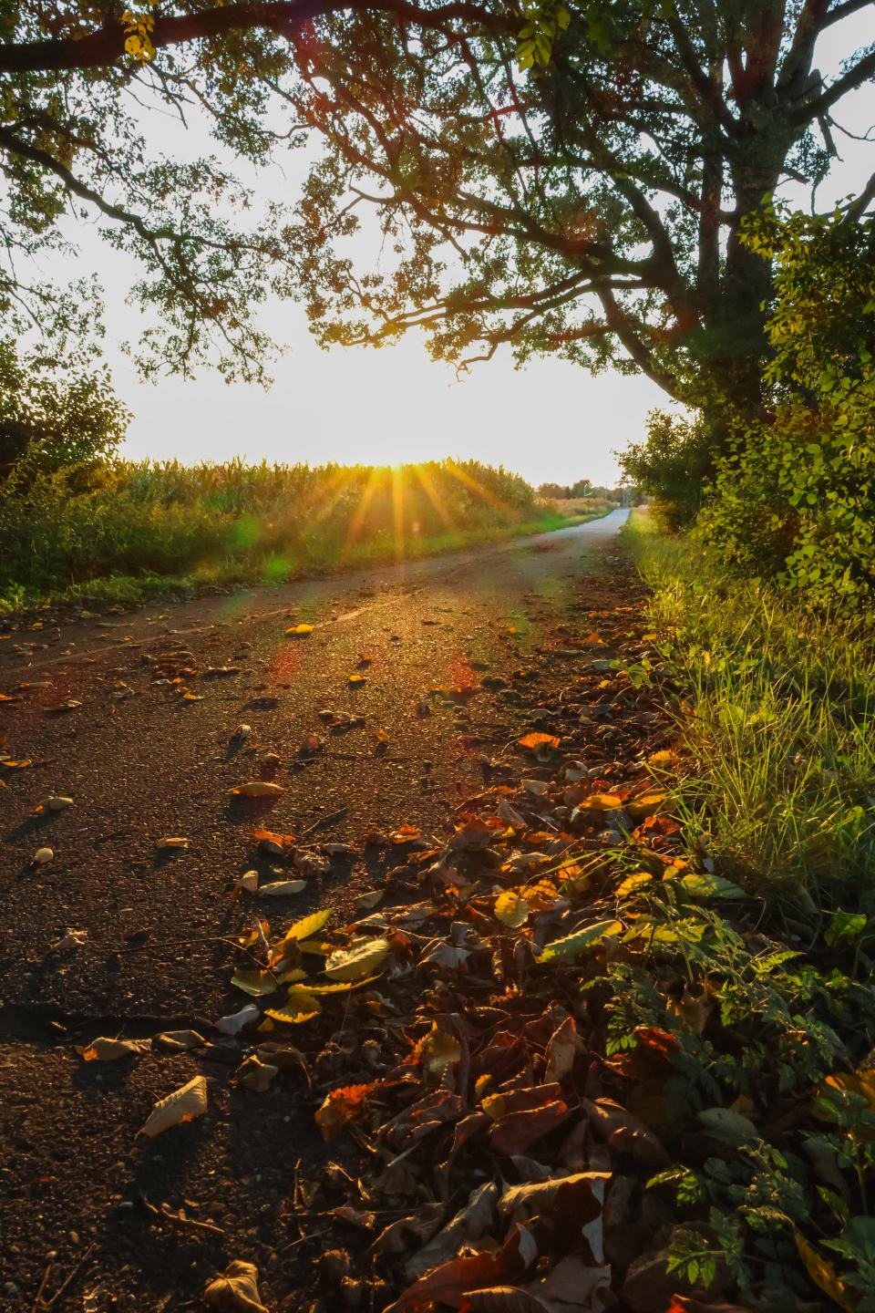 Talbot's Woods, the name given to the 145-acre development area largely consisting of homes, would include a 26-acre conservancy area dominated by woodland. The planned development is along highways 18 and 67, as well as the Glacial Drumlin State Trail, in the village of Dousman.