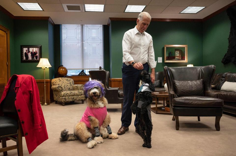 US Senator Thom Tillis, R-NC, feeds his dog Mitch, dressed as US Senator Mitch McConnell, a treat as his other dog Theo sits in his costume as US Senator Kyrsten Sinema in his office prior to the annual Congressional Dog Costume Parade on Capitol Hill in Washington, DC, on October 27, 2021. (Photo by Jim WATSON / AFP) (Photo by JIM WATSON/AFP via Getty Images) (AFP via Getty Images)