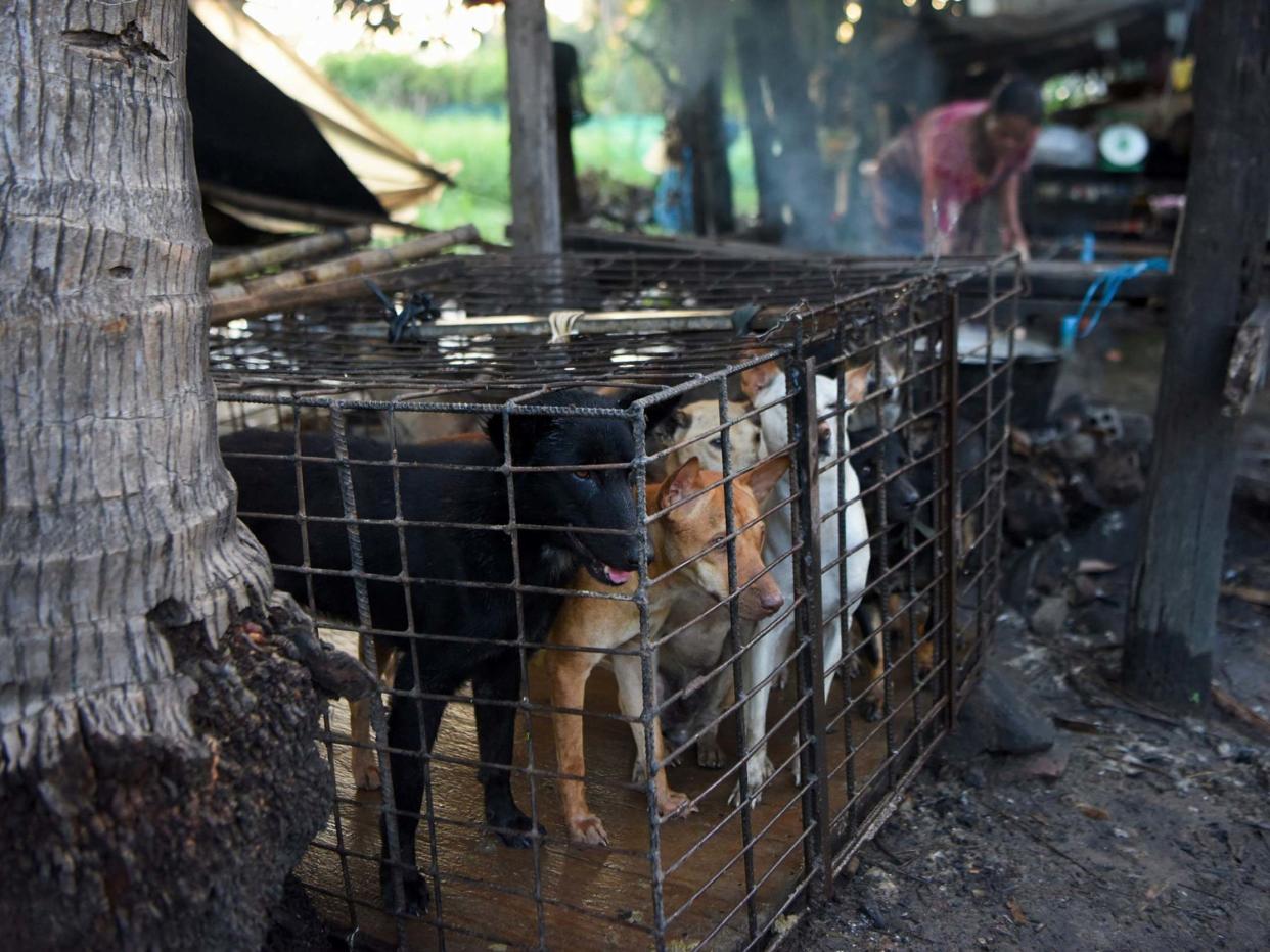 Dogs are kept in a cage as a woman boils water at a slaughterhouse in Siem Reap province: AFP via Getty Images