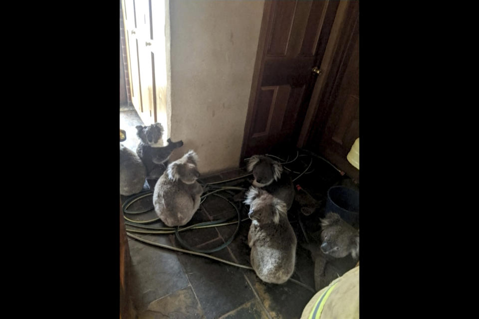 In this Dec. 20, 2019, photo taken and provided by Adam Mudge, koalas sit inside a home in Cudlee Creek, South Australia, after being rescued from fires at a garden. Local firefighters assigned to protect a property from an approaching fire in South Australia on Friday helped a homeowner move koalas into her house to keep them safe from the flames. (Adam Mudge via AP)