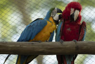 A blue-and-yellow macaw grooms a red-and-green macaw, inside an enclosure at BioParque, in Rio de Janeiro, Brazil, Wednesday, May 5, 2021. Last year, BioParque gave its macaws more space: a new 1,000-square-meter (10,700-square-foot) aviary. (AP Photo/Bruna Prado)