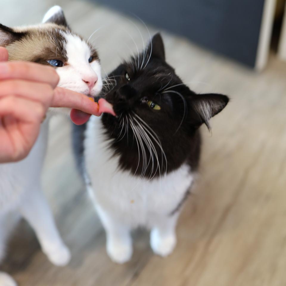A part-siamese cat and a tuxedo cat lick pumpkin off their owner’s finger