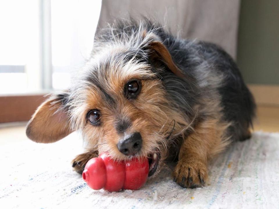 kong dog toy