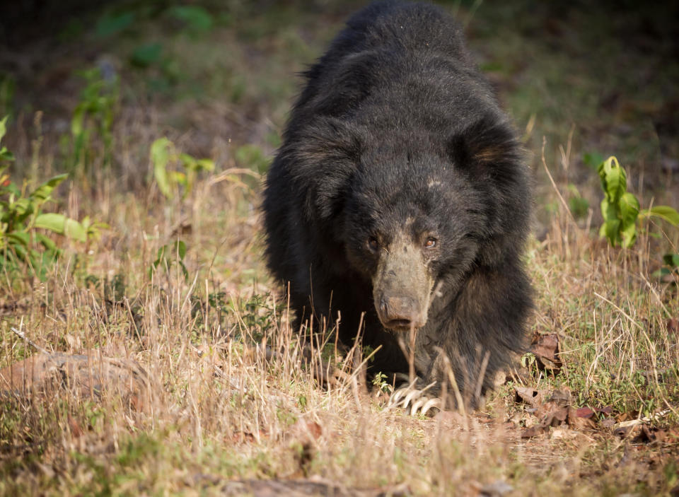 A sloth bear is seen in a file photo taken at Tadoba Andhari Tiger Reserve, in Maharashtra, India. / Credit: Rakesh Reddy Ponnala/Getty