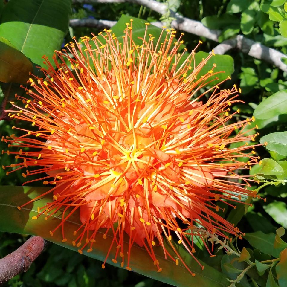 This Panama flame tree at Mounts Botanical Garden is on display at the garden. This flowering tree, native to Columbia and Venezuela, is just one example of the amazing diversity of plant life that the South Florida area can support.
