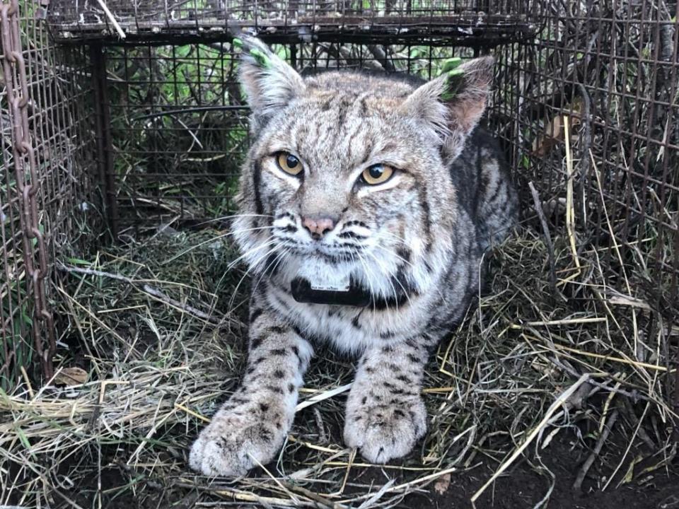 A bobcat dubbed B-372 was captured and collared in January, part of a 24-year study of the wild cats.