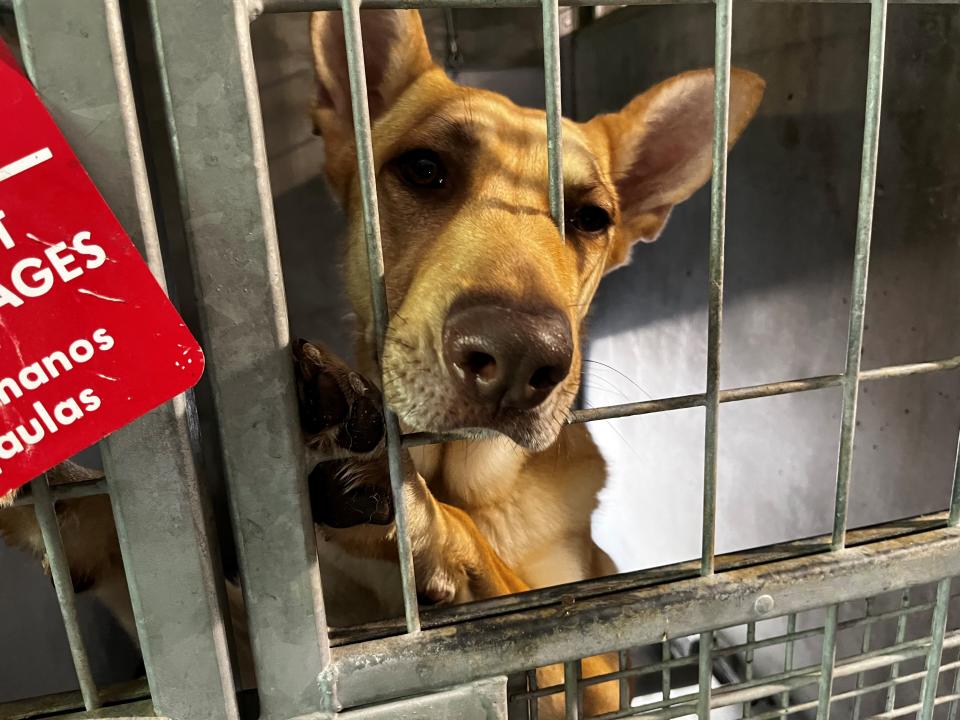 Cortez, a one-year-old dog, sticks his nose out of his cage at the West Valley Animal Shelter in Chatsworth, Calif on July 20, 2023. He has been in the shelter since June and is available for adoption.