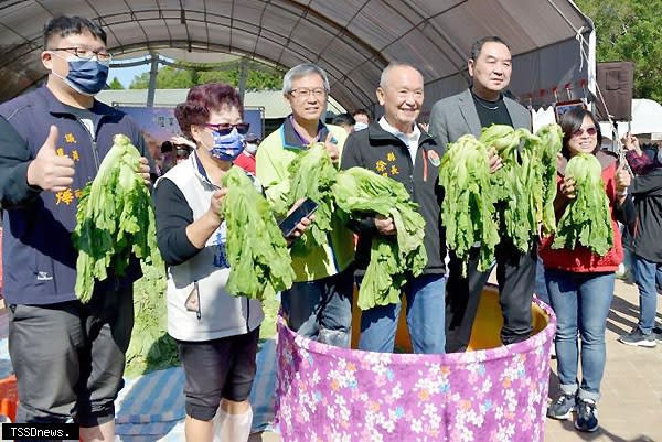 苗栗縣長徐耀昌（右三）立委徐志榮（右二）共同體驗踩福菜重溫小時候幫忙家裡做農事的回憶。（記者江乾松攝）