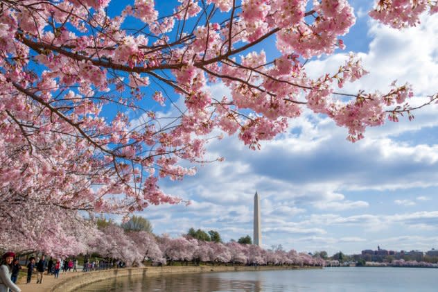 Cherry blossoms in Washington, D.C.