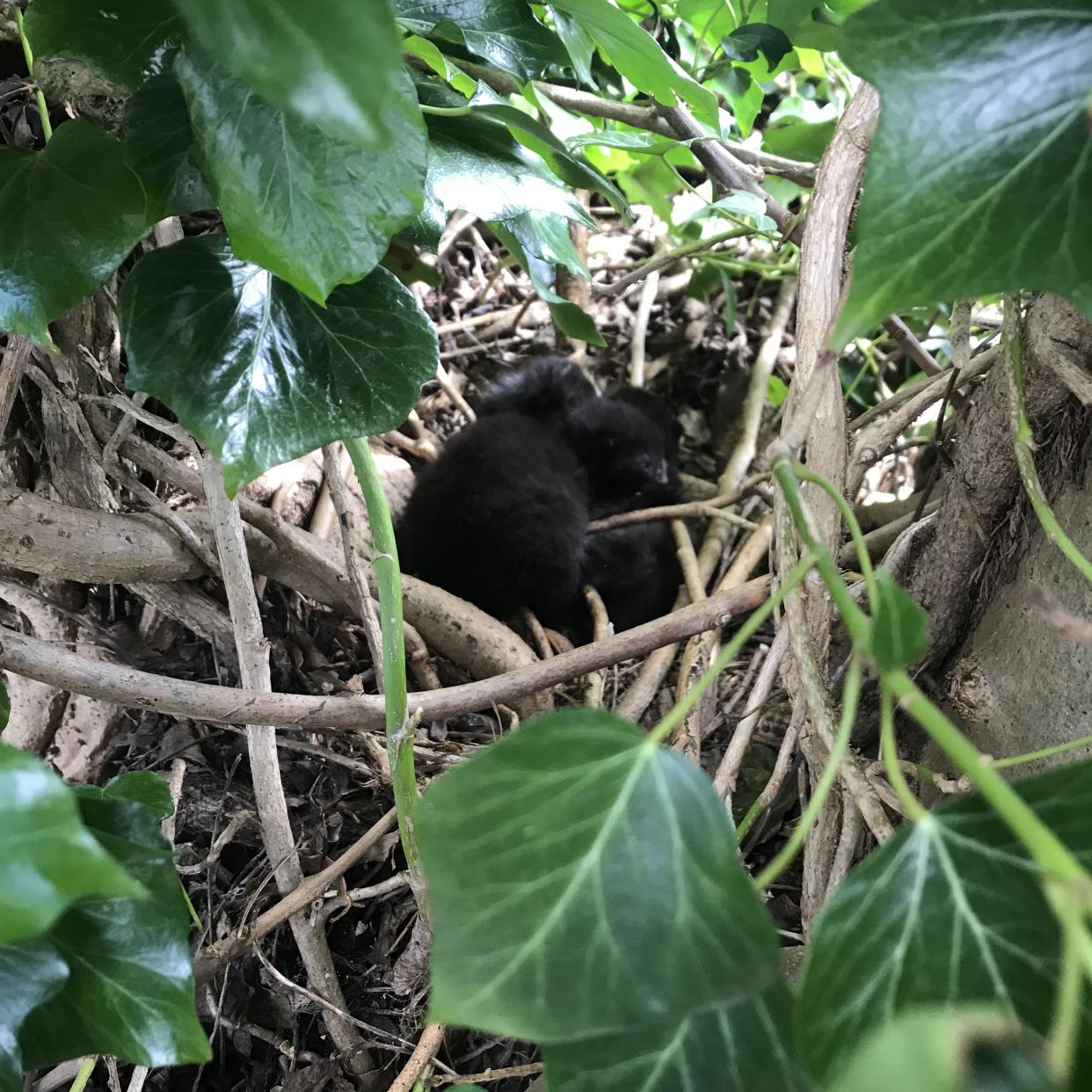 The nest of kittens found in Amersham by Cats Protection Chiltern Branch (Cats Protection/PA)