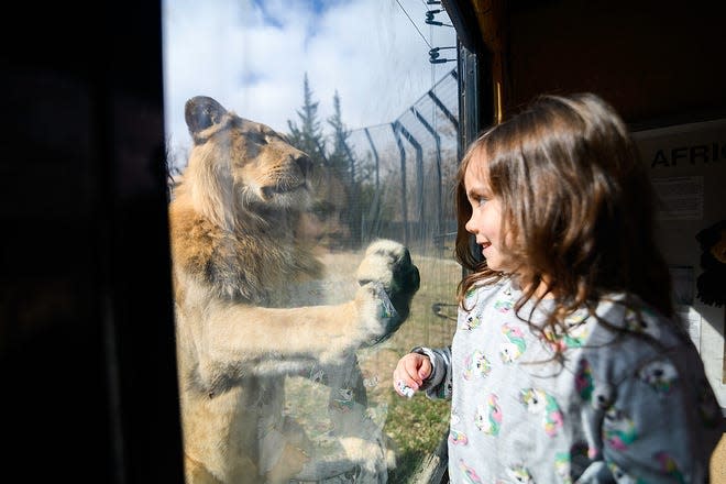 A lion puts its paw to the glass as a young girl looks on at the Pueblo Zoo.