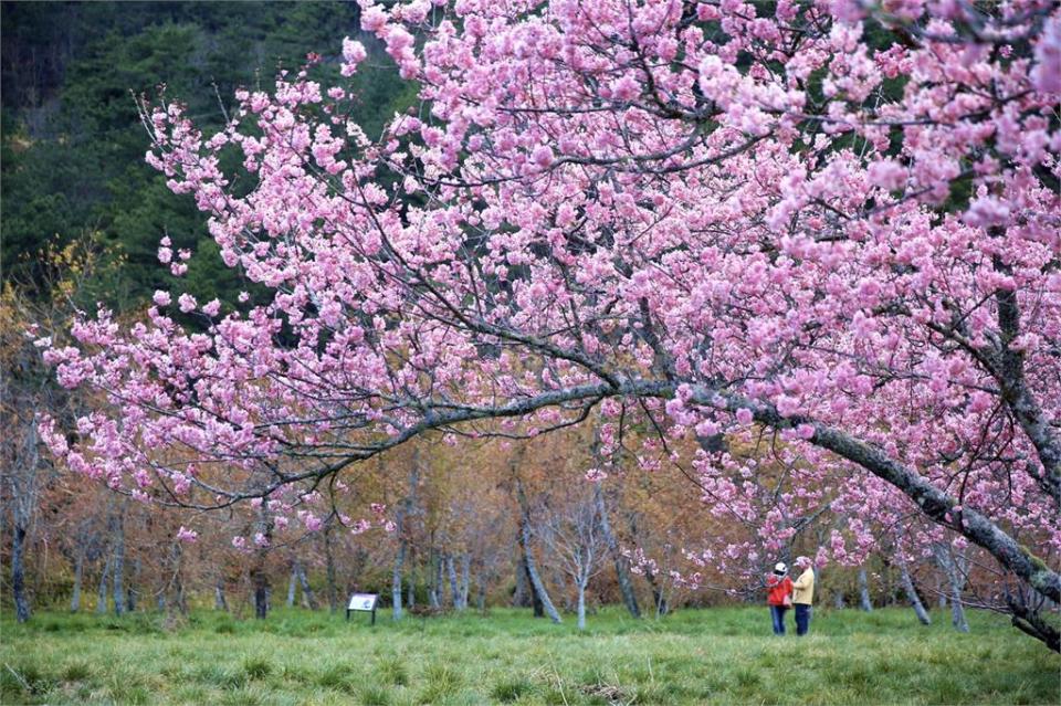 武陵農場櫻花季時櫻花盛開，吸引民眾前往觀賞。（圖／武陵農場提供）