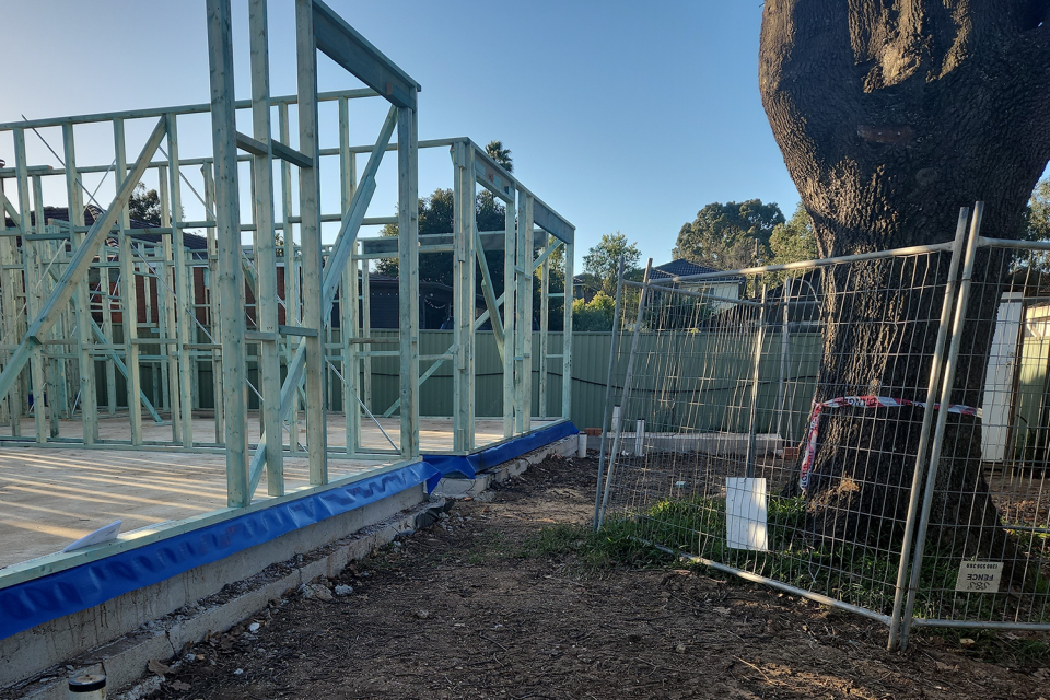 The oak tree before its branches were damaged on the construction site in Revesby.