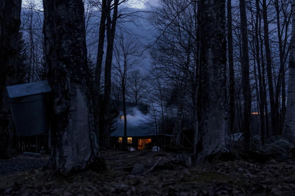 Steam rises from the sugarhouse of Brent Hosking as he boils a batch of sap to make maple syrup Monday, March 4, 2024, in Elmore, Vt. He's tapped 400 maple trees, a small operation compared to some of his neighbors, and still uses buckets to carry the sap from some of them to the boiler. He and his wife sell some of the syrup they make from home and use the rest. Not only on their French toast and pancakes, but also in spaghetti sauce, stews, baking, on top of popcorn and in their morning coffee. (AP Photo/David Goldman)