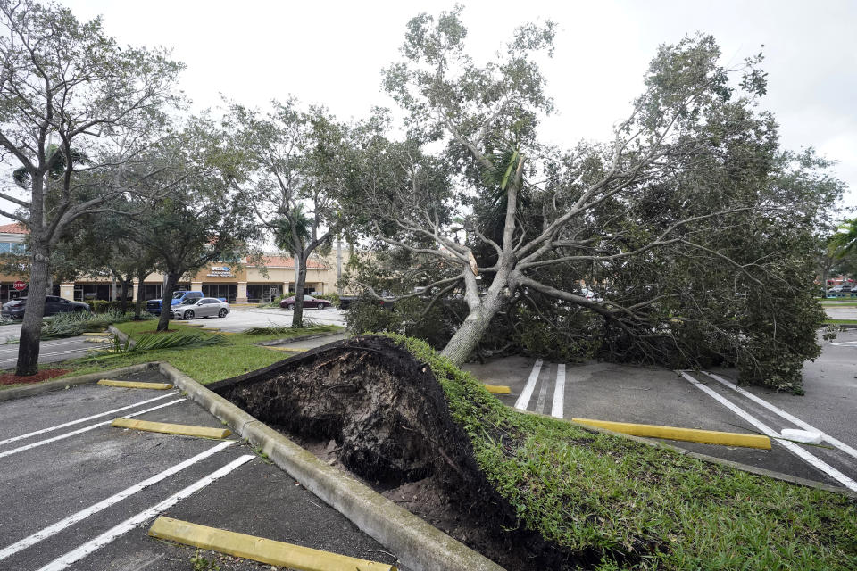 A tree uprooted by strong winds obstructs a shopping center parking lot, Cooper City, Fla. 