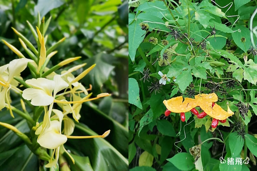 雲林草嶺｜萬年峽谷