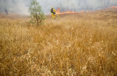 Dry vegetation fills a field as a firefighter battles the Valley Fire in Middletown, California, September 14, 2015. REUTERS/Noah Berger