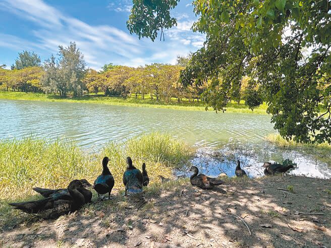 20隻紅面番鴨以台東森林公園鷺鷥湖為家，生態工作者建議移除，維護生態保育。（蕭嘉蕙攝）