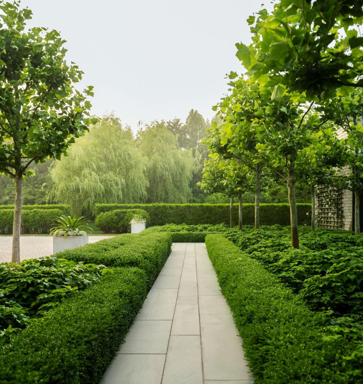 bridgehampton new york home pollarded plane trees give statuesque definition without obscuring views