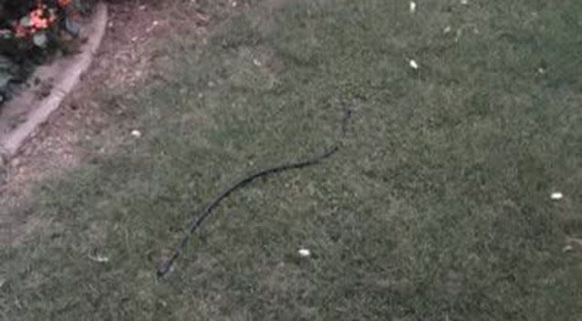 A foreign figure was found in the yard. Source: The Snake Catcher 24/7 - Sunshine Coast/ Facebook