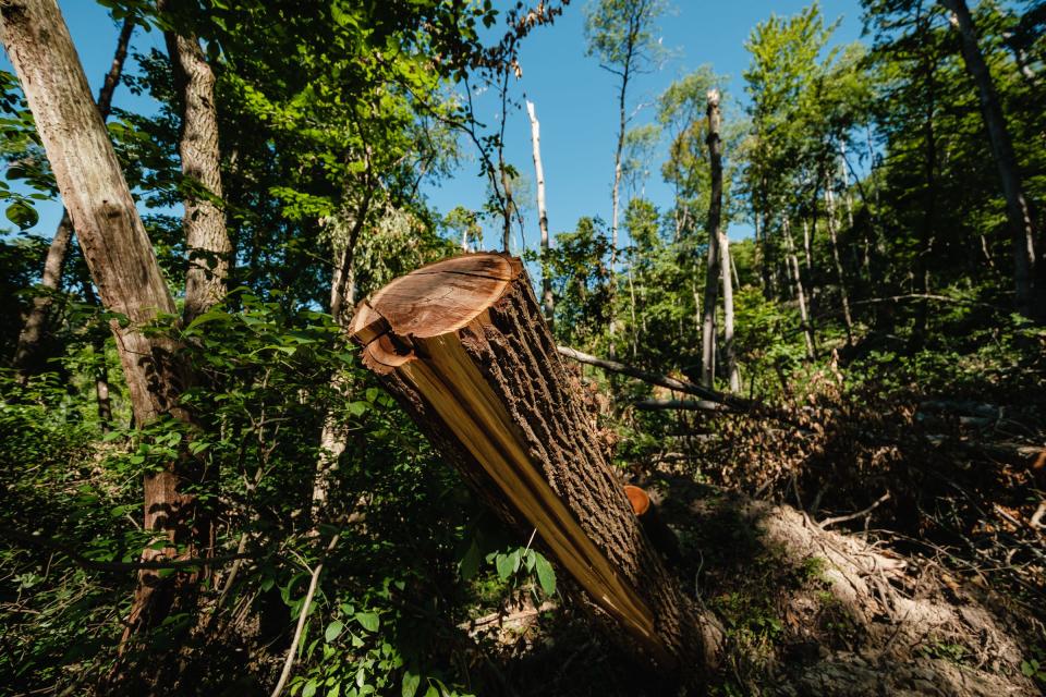 A downed walnut tree can be seen on Angel Family Farms property, Wednesday, June 29 in Clay Township. A storm classified as a derecho passed through the area on June 14, causing widespread damage. Many of the trees that went down will not be able to be used for anything except firewood as a result.