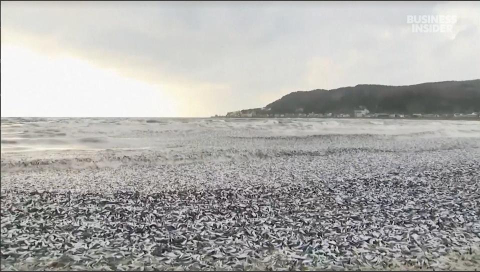 1,200 tons of fish on the beach in Hakodate, Japan.