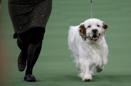 A Clumber Spaniel runs during competition in the Sporting Group during the Westminster Kennel Club Dog show at Madison Square Garden in New York February 16, 2016. REUTERS/Mike Segar