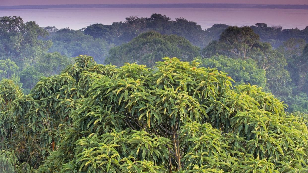 amazon rainforest treetops