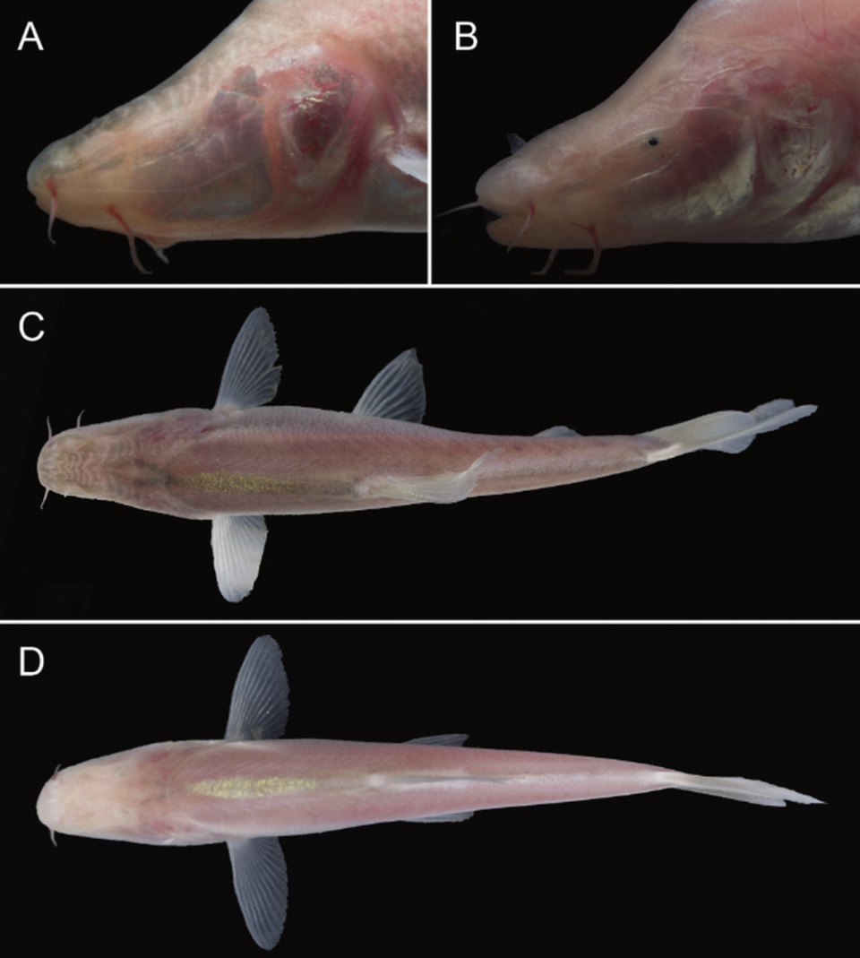 Some of the fish have a small, black pinpoint of an eye, while others have completely empty sockets, according to the study.