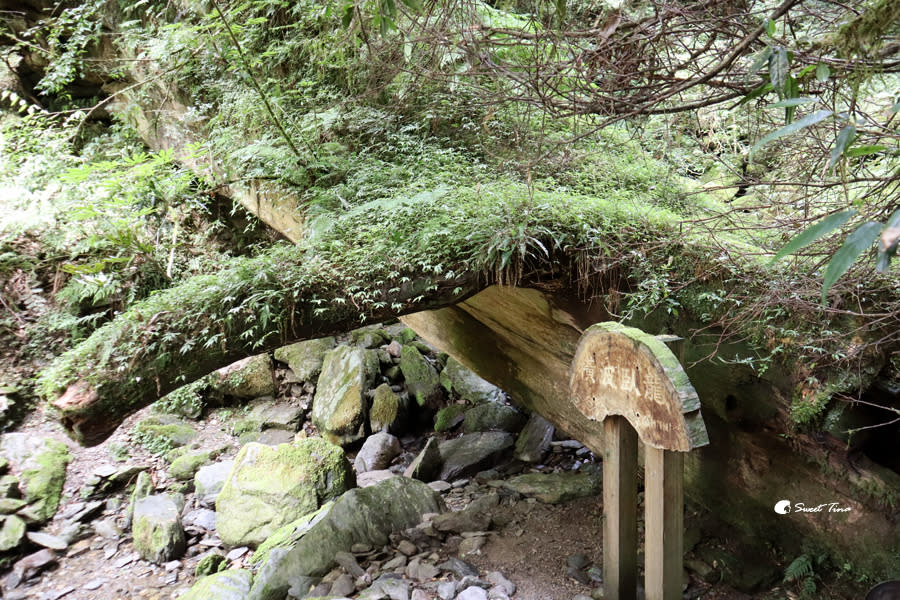 拉拉山巨木群步道