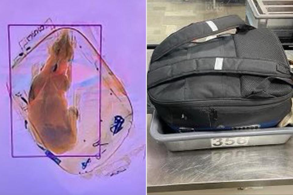 dog in backpack TSA